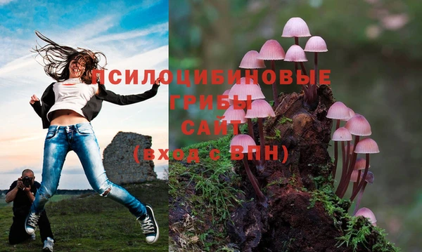 сатива Дмитров